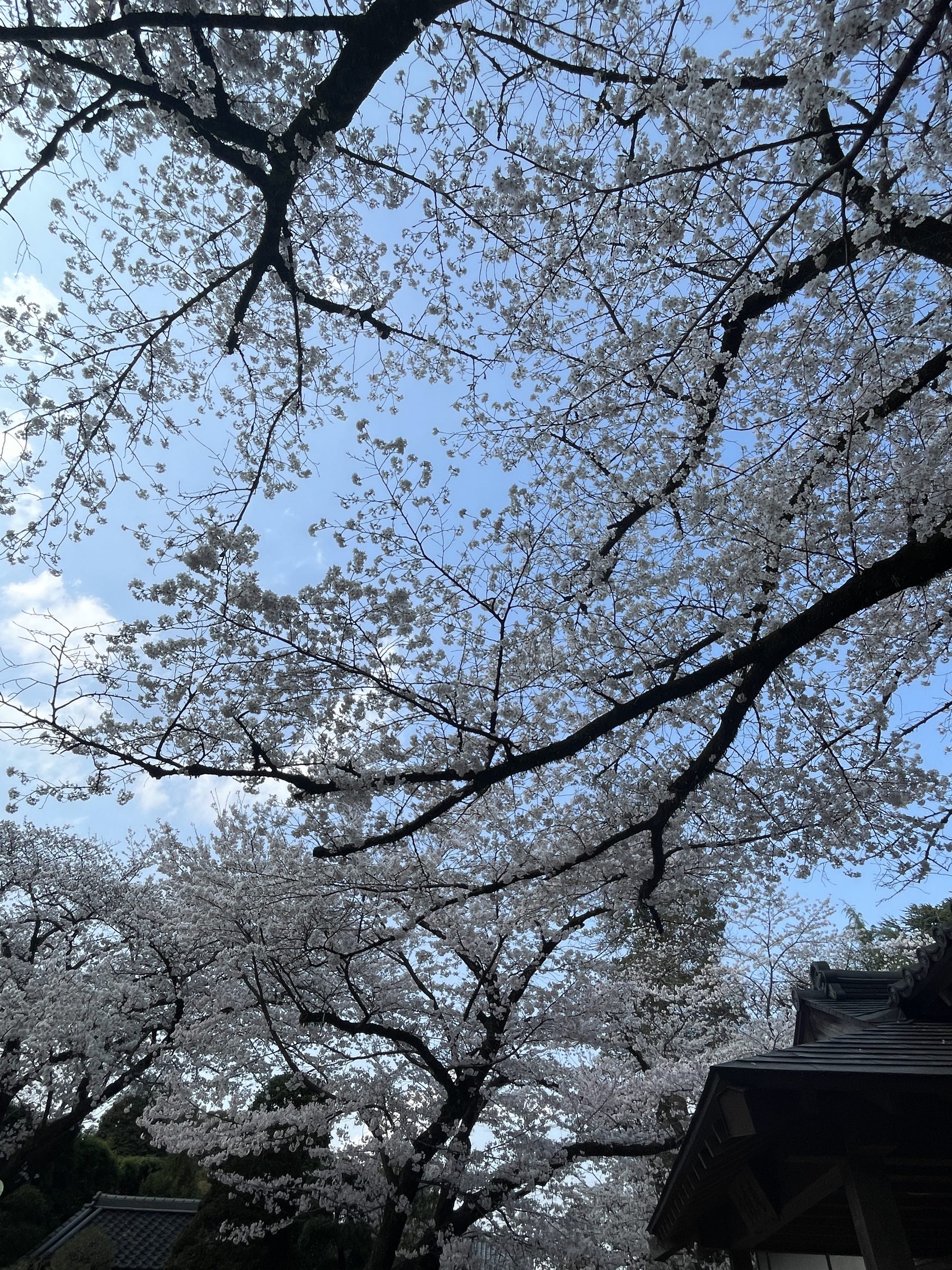 Cherry blossoms against a blue sky in Tokyo.